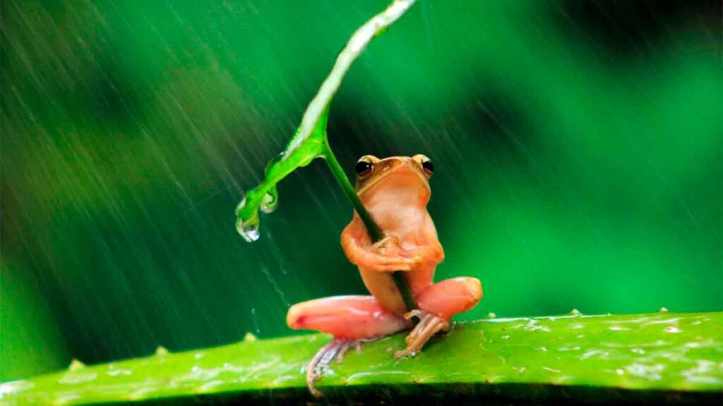 rana bajo la lluvia