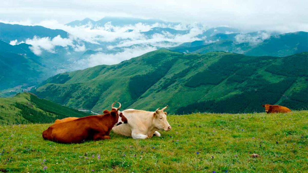 vacas tumbadas