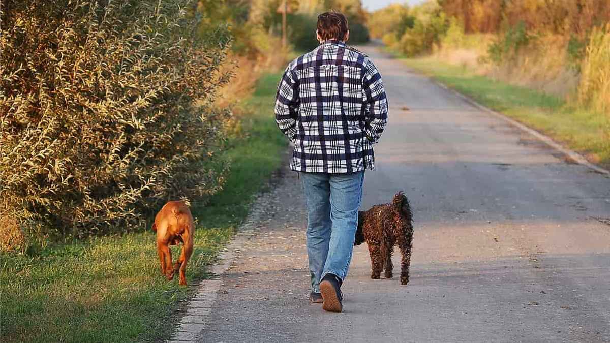 Hombre paseando dos perros, uno sin correa, en un camino de Pontevedra