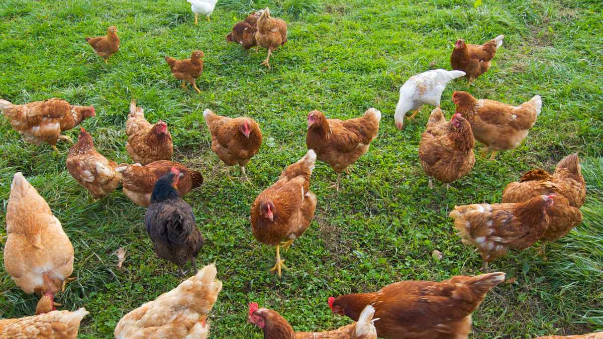 Gallinas de autoconsumo sin registrar en un patio rural, riesgo de multa de 3.000 €