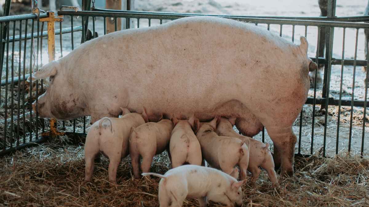 Cerda amamantando lechones en granja ecológica curso gratuito SEPE