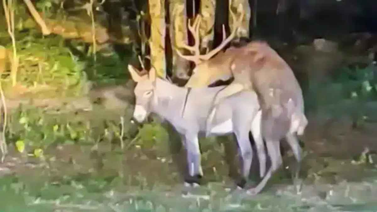 ciervo en celo montando a una burra durante la berrea en el campo