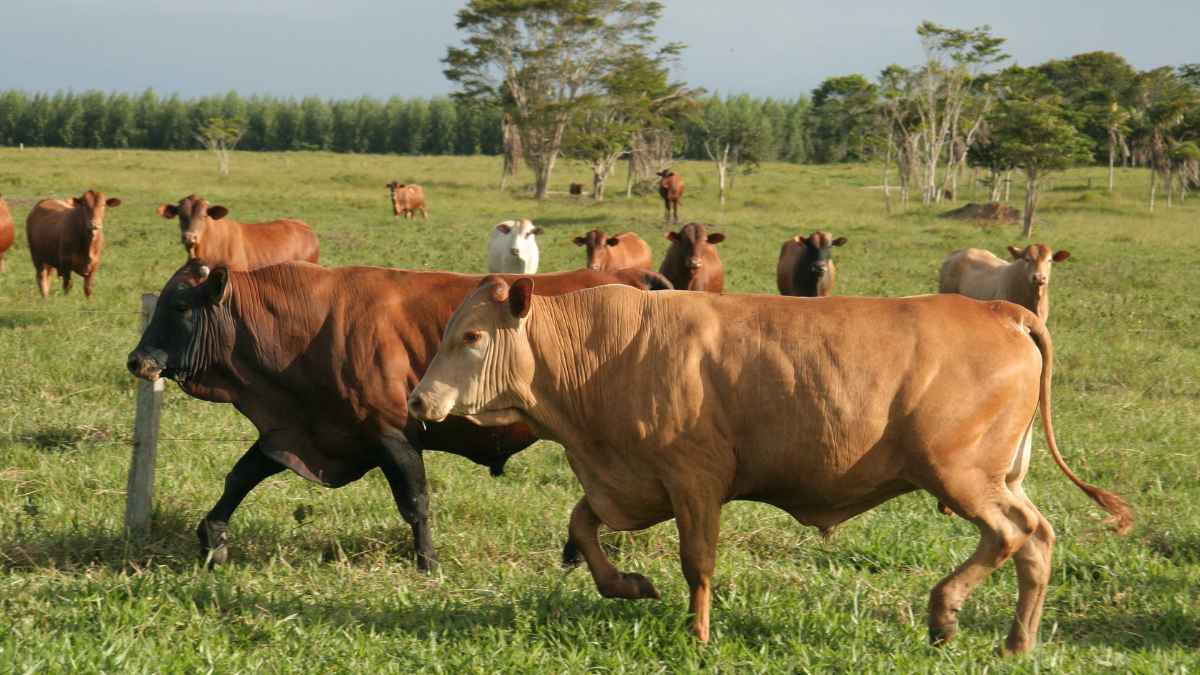 Ganado vacuno pastando libremente en curso gratuito SEPE de Ganadería Ecológica