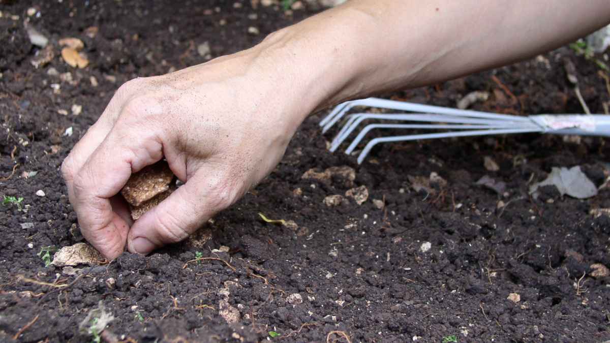 Familia excavando jardín descubre botellas antiguas enterradas