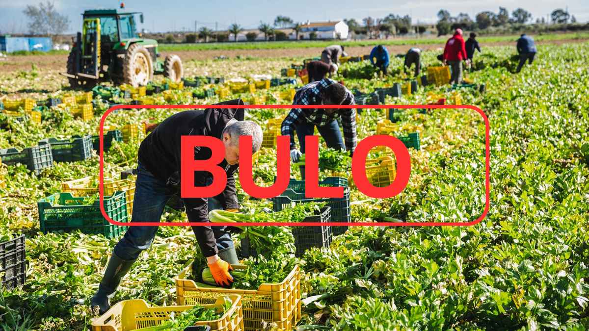 Trabajadores inmigrantes en campo agrícola español desmontando mito sobre pérdida empleo