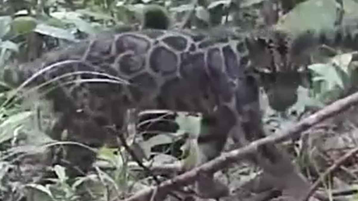 Familia del misterioso leopardo nebuloso caminando en la selva de Borneo