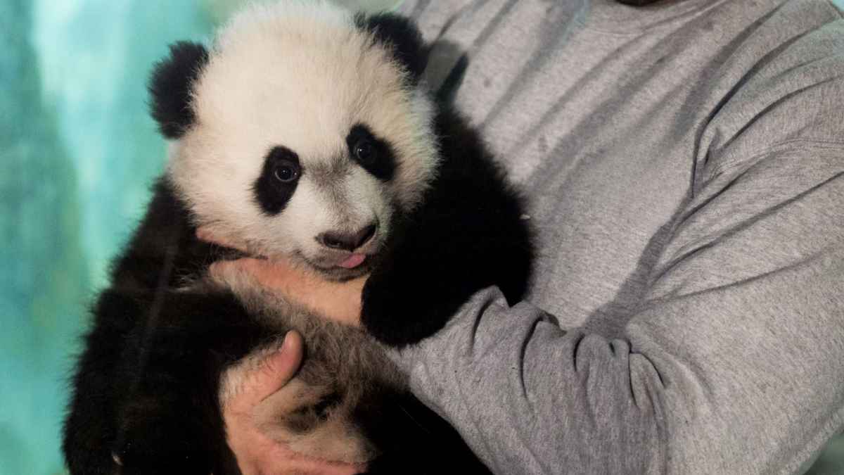 Cuidador sujetando un panda bebé en brazos para la oferta laboral con sueldo millonario cuidando pandas gigantes