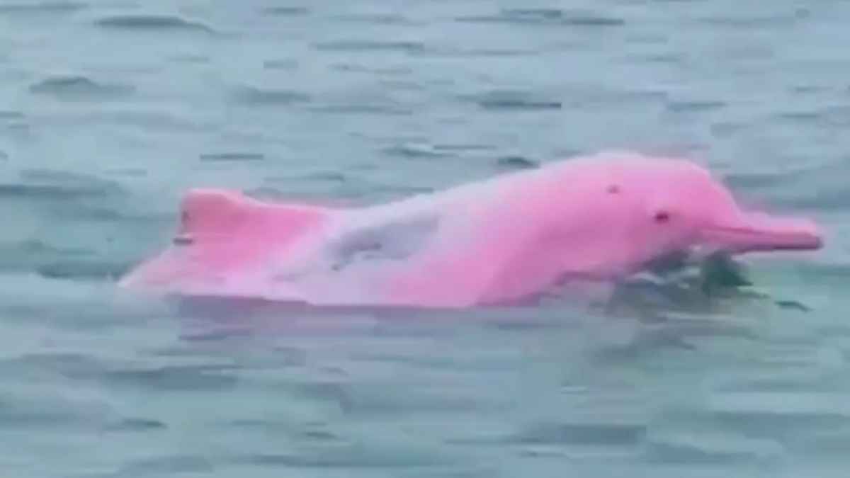 Delfín rosa grabado por un pescador en el Golfo de México, un avistamiento raro que se ha hecho viral.
