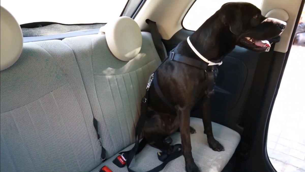 Perro sentado en asiento trasero con arnés de seguridad homologado para coche según normativa DGT