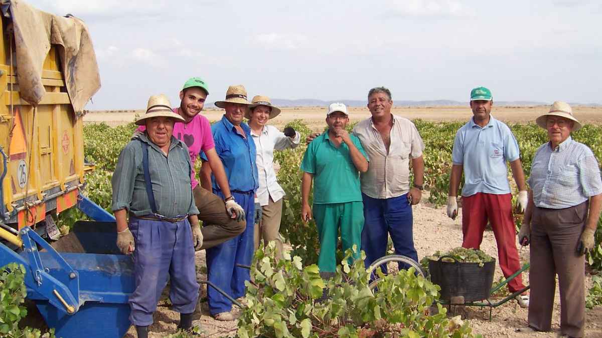 Trabajadores en la vendimia 2025 en Villacañas, Toledo, campaña de empleo agrícola en viñedos de La Mancha