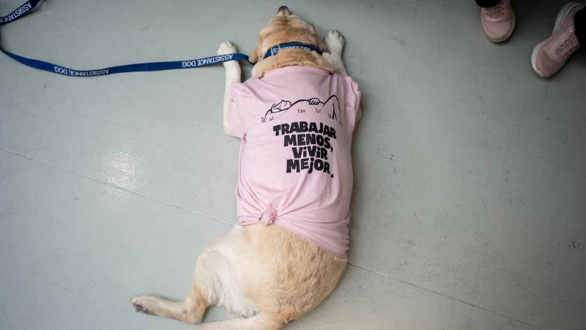 perro-con-camiseta-trabajar-menos-vivir-mejor-jornada-laboral-37-5-horas