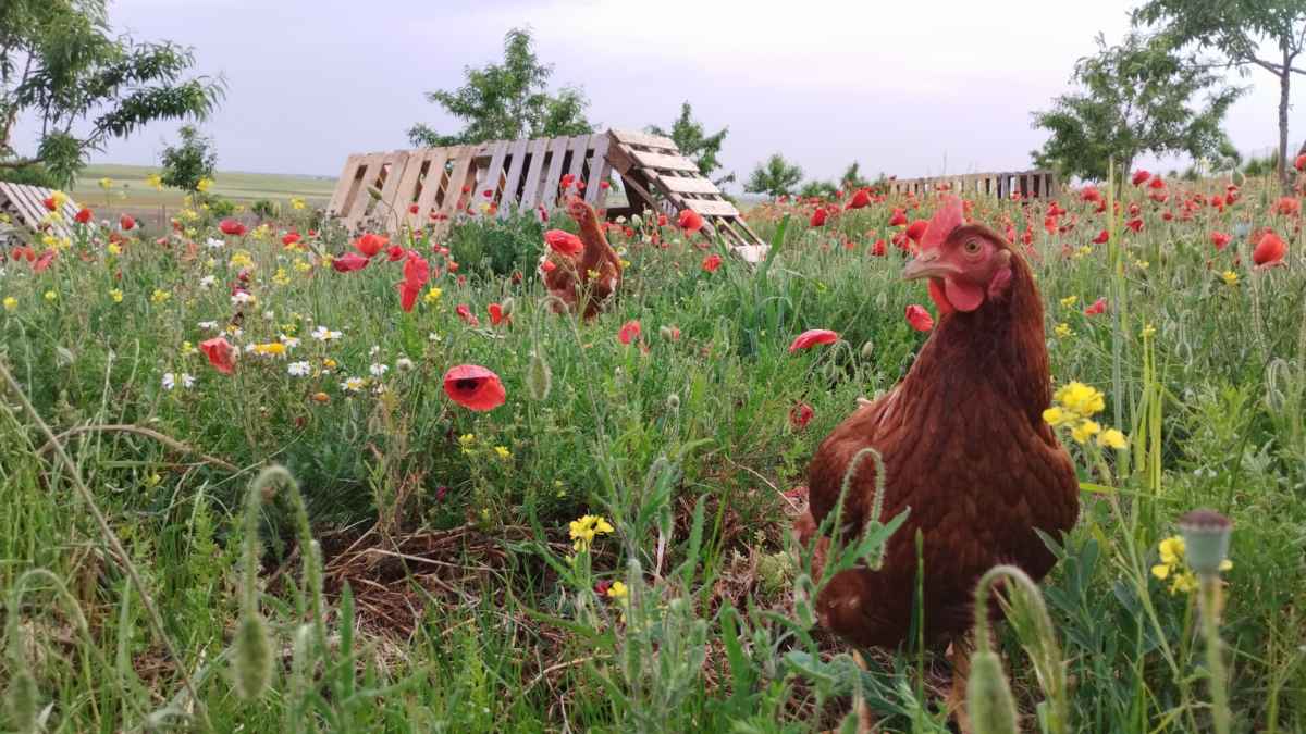 Gallinas camperas en campo de flores en granja de Huevos Guillén en Badajoz