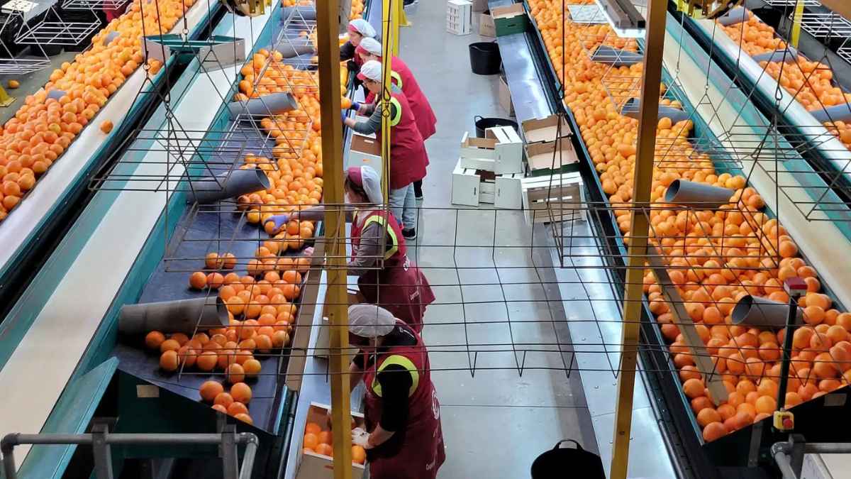 Trabajadores en almacén de Valencia clasificando naranjas en la campaña de cítricos
