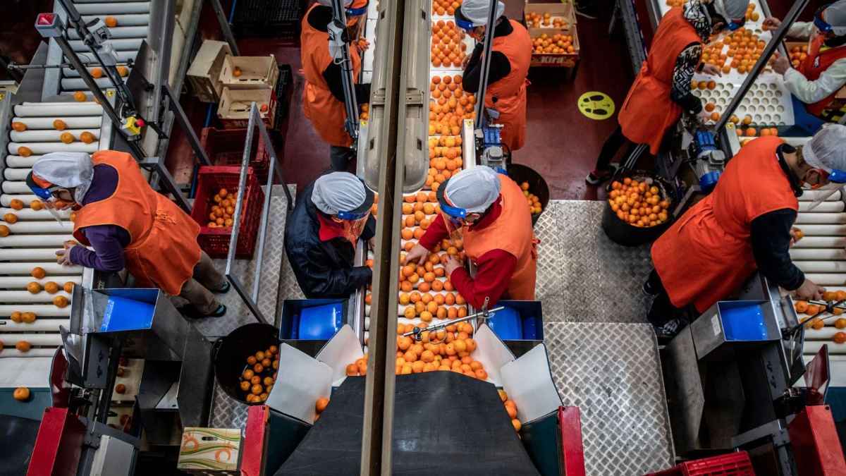 Trabajadores encajando cítricos en almacén de Alcàsser Valencia