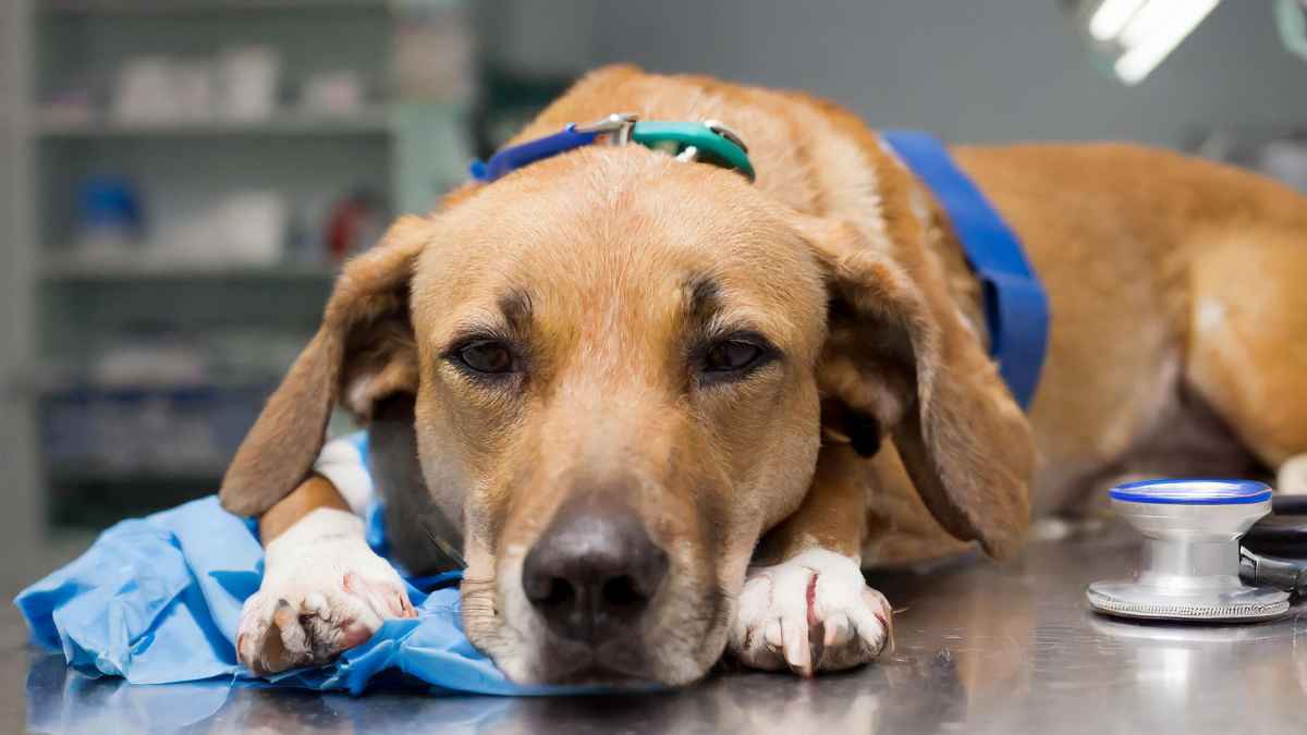 Perro enfermo en veterinario cuidado por Ley de Bienestar Animal