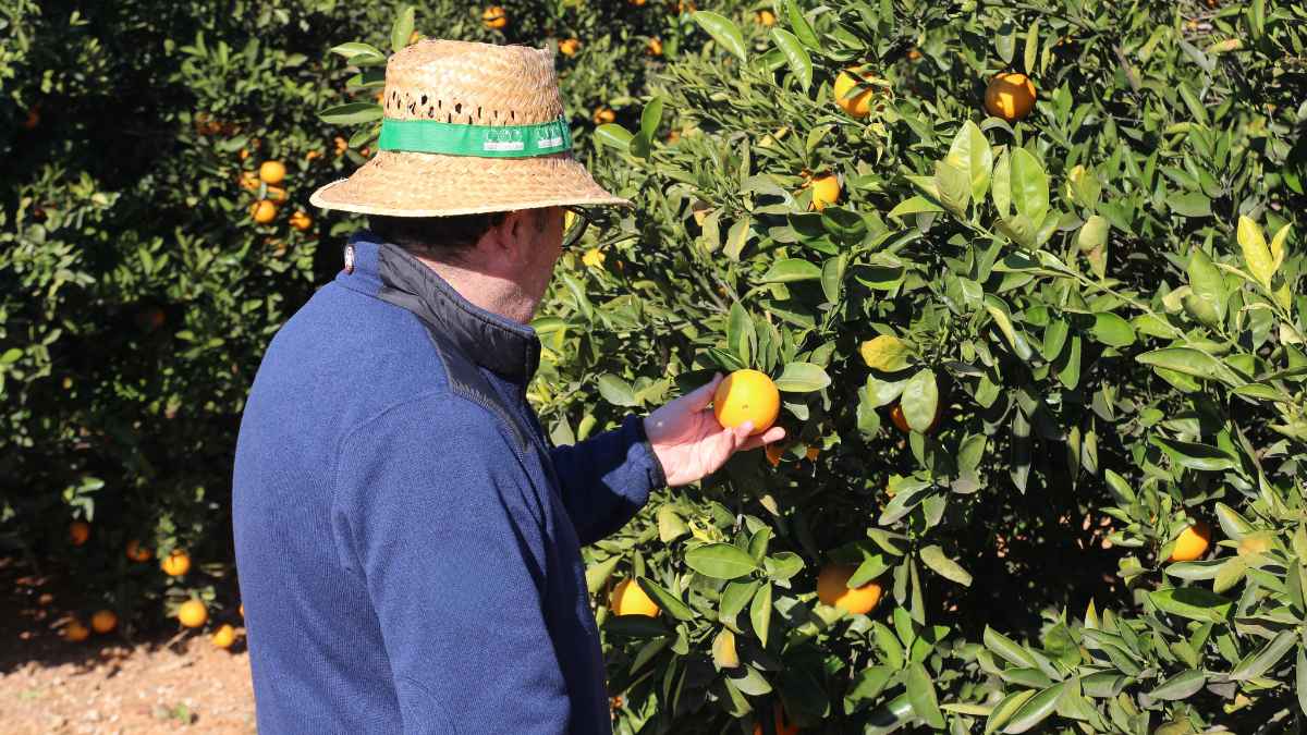 Agricultor valenciano revisando naranjas en el campo afectado por la nueva PAC 2032
