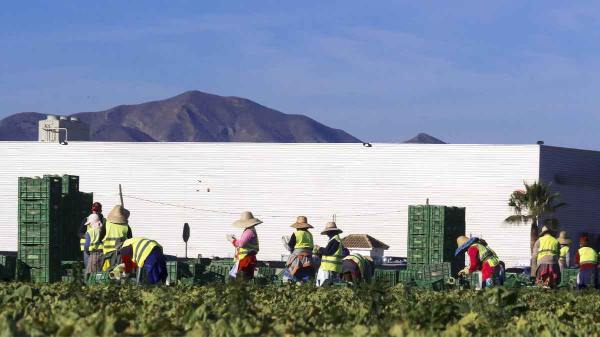 Peones agrícolas trabajando en el campo en Pulpí Almería