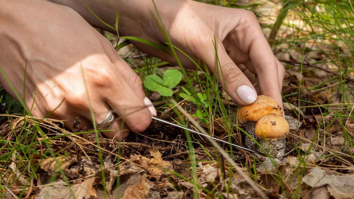 Curso gratuito de micología en El Payo organizado por la Diputación de Salamanca con prácticas de recolección de setas