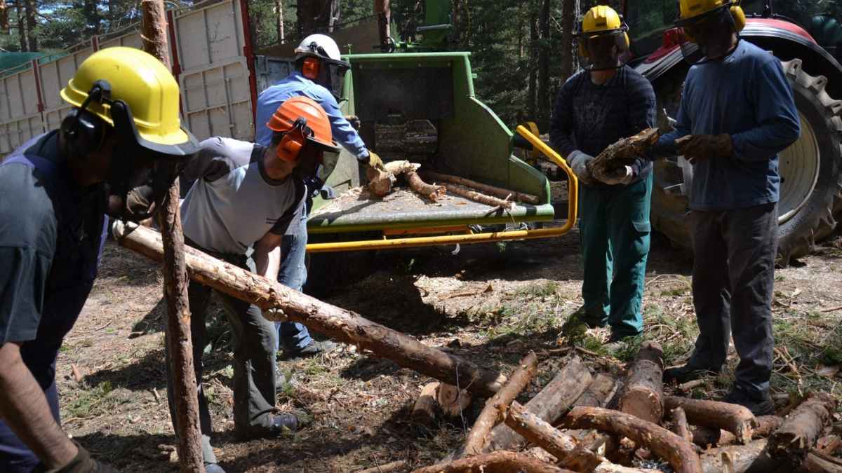 Trabajadores forestales manipulando troncos en labores de aprovechamiento de madera en un bosque de España
