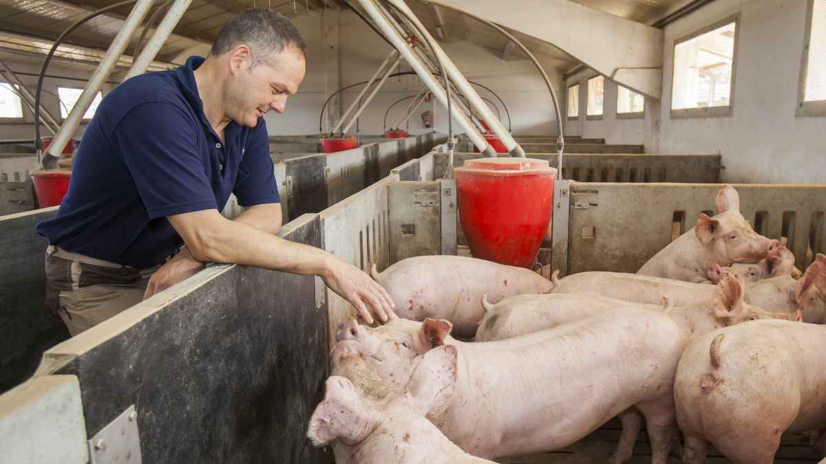Grupo Jorge busca peón sin experiencia para la granja Cuarte en Pozuelo de Aragón