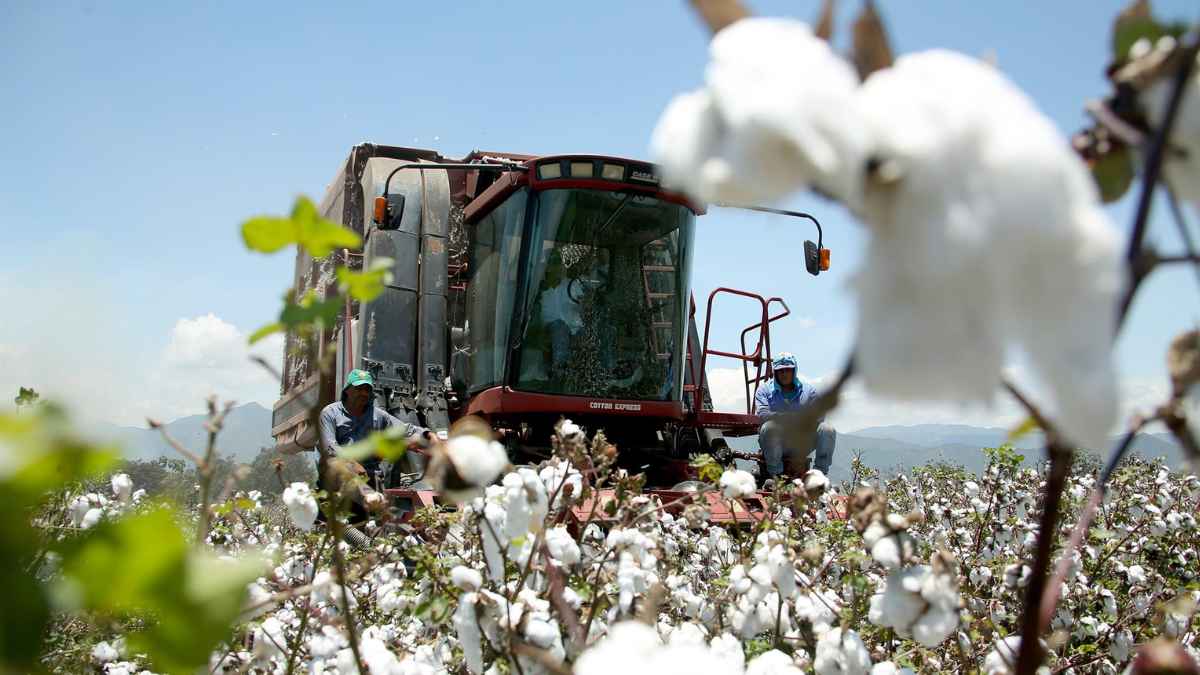 Operarios trabajando en el campo de algodón en Lebrija, Sevilla