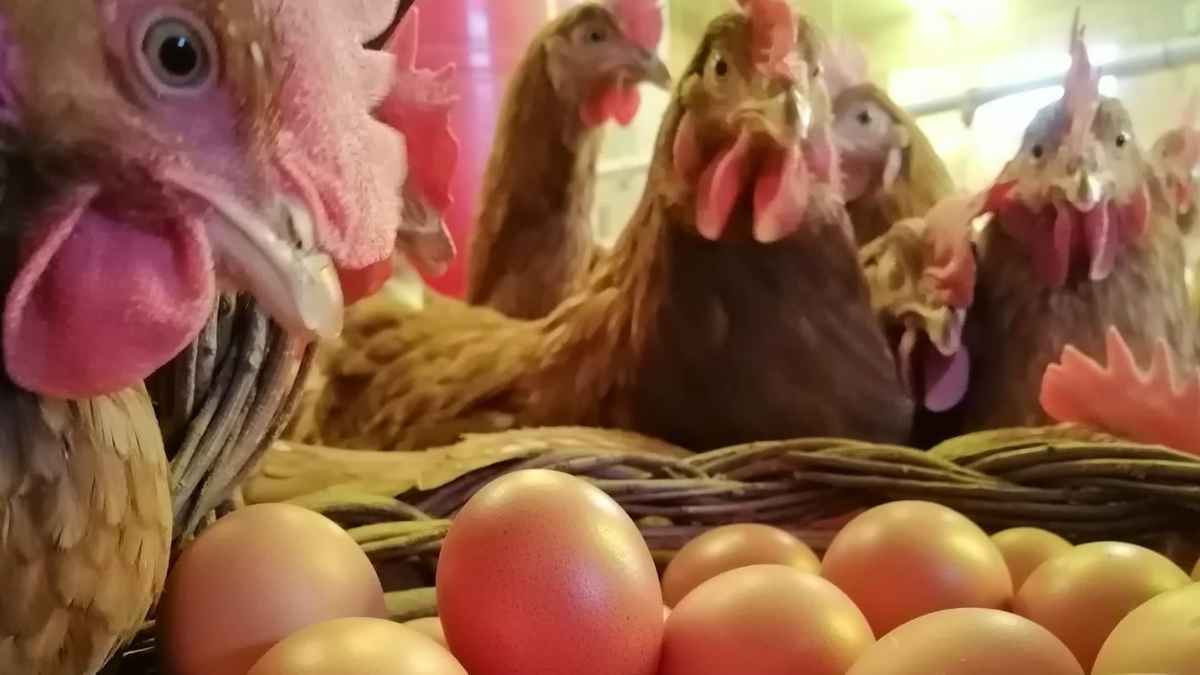 Gallinas en granja avícola de Cuéllar con huevos recién puestos, oferta de empleo para peones avícolas en Segovia.
