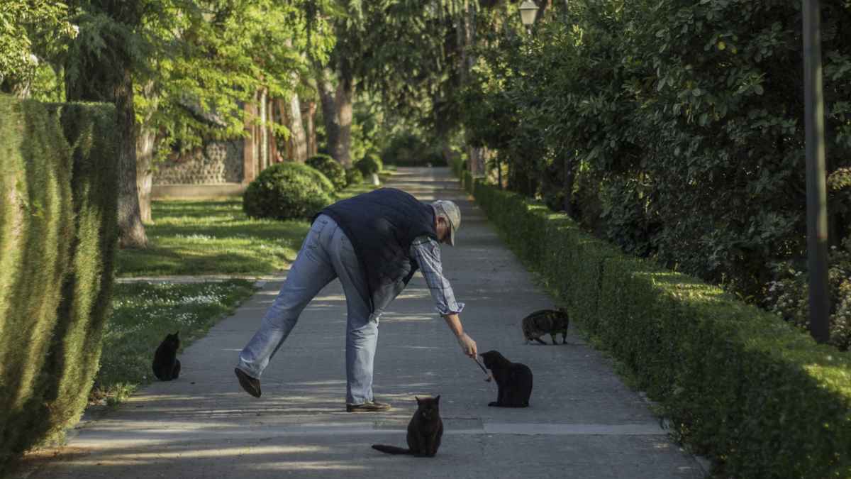 Hombre paseando en un parque mientras alimenta gatos callejeros, pensión de viudedad 2025