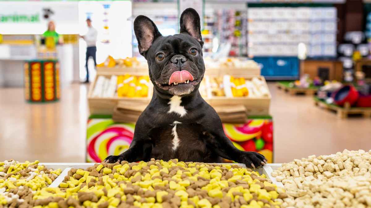Perro en tienda de mascotas Tiendanimal junto a comida para animales