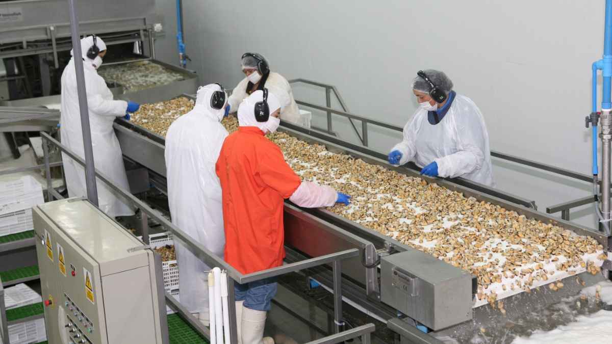 Operarios trabajando en la línea de procesamiento de mejillón en un centro de cocción de Boiro