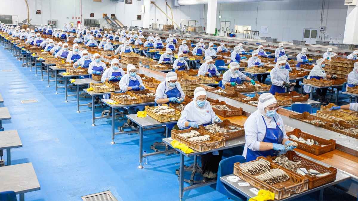 Trabajadores en planta conservera de Ribeira manipulando pescado en línea de producción