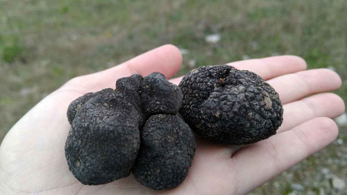 Curso gratuito de truficultura en Lerma con prácticas de campo en noviembre 2025