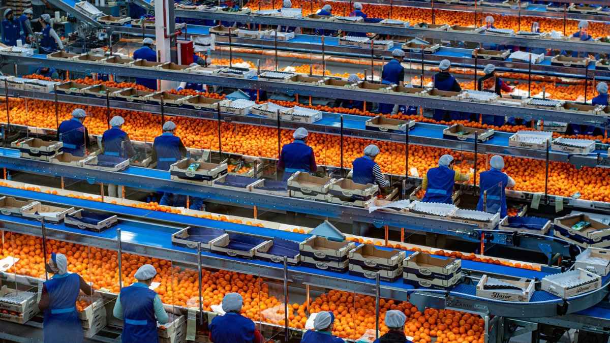 Trabajadores encajando cítricos en una planta de producción en Algemesí, Valencia, durante la campaña citrícola 2025.