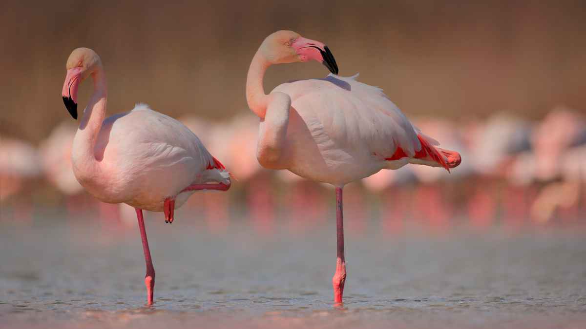 Flamencos en el Parque Nacional de Doñana en su hábitat natural