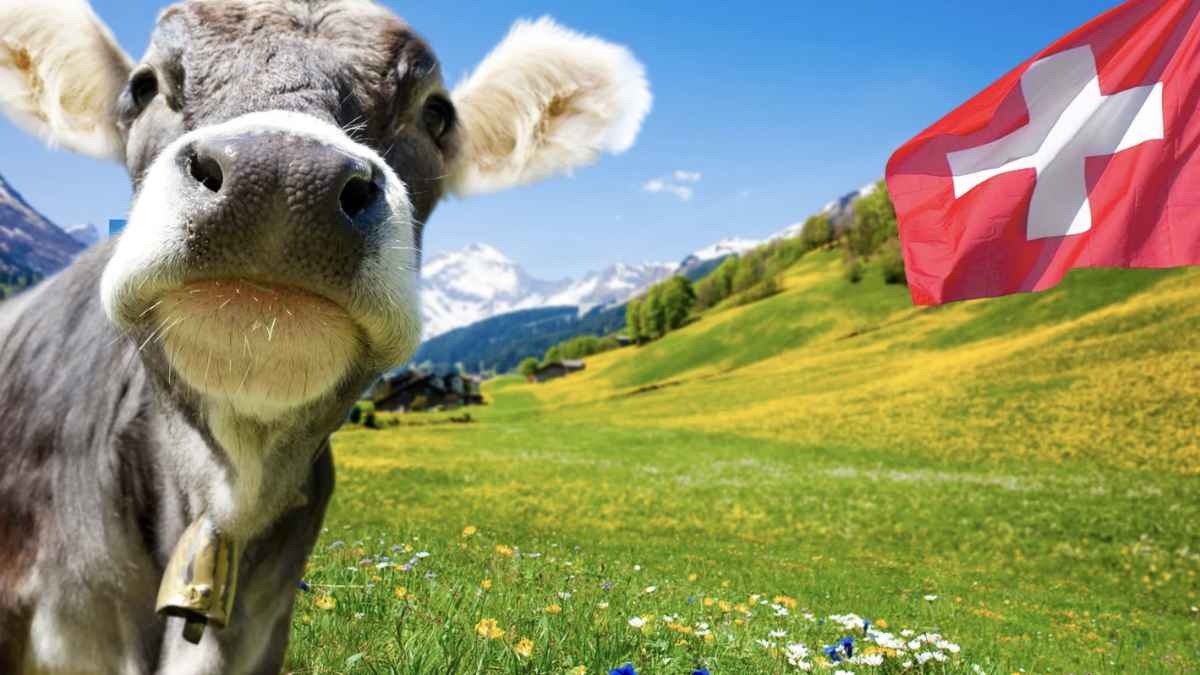Paisaje de Suiza con vaca y bandera suiza en un valle alpino