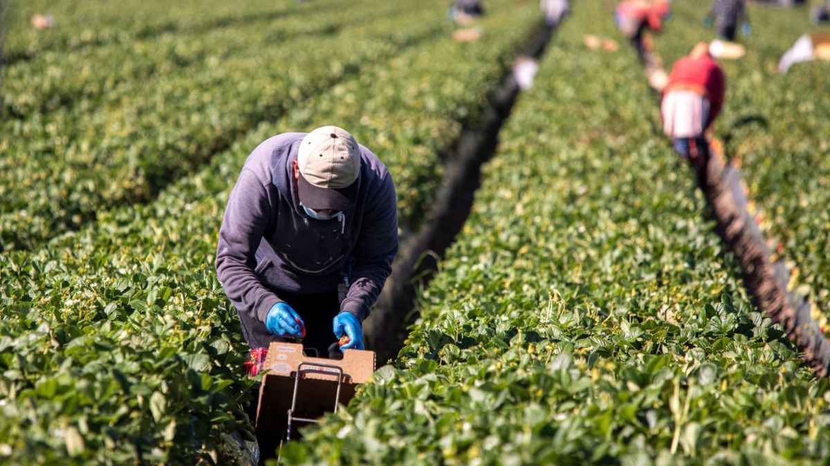 Trabajador fijo discontinuo realizando labores agrícolas durante la campaña.