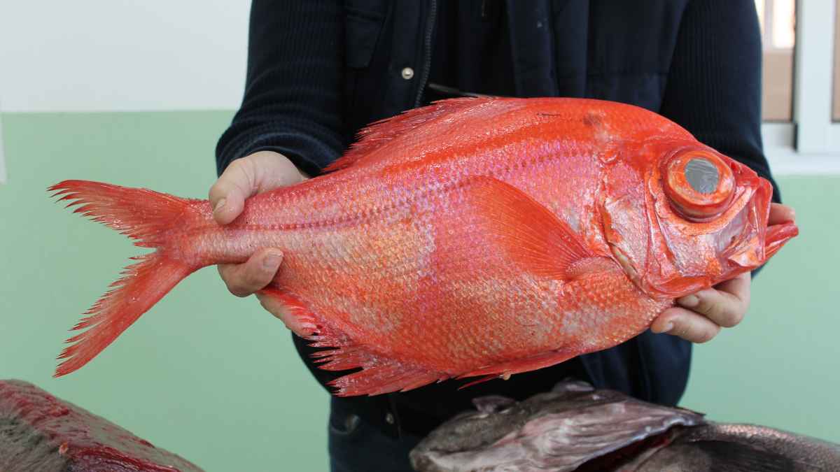Pescado rojo fresco sostenido por un vendedor en una pescadería