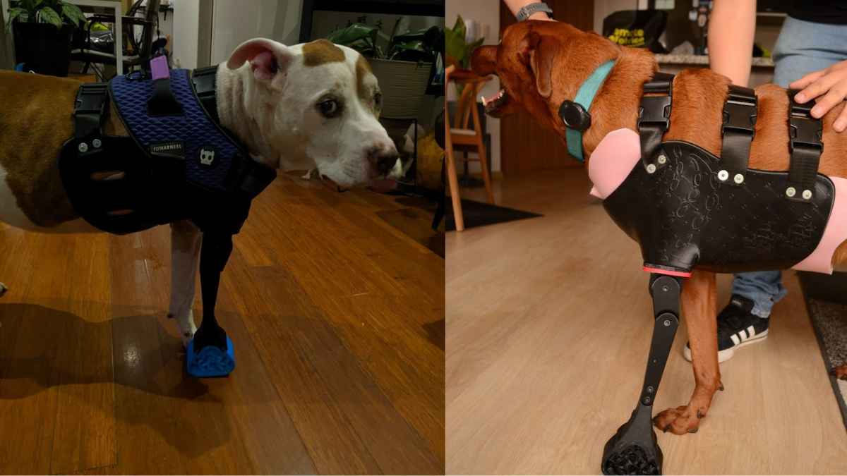 Perros amputados utilizan prótesis personalizadas creadas por jóvenes ingenieros peruanos para recuperar la movilidad