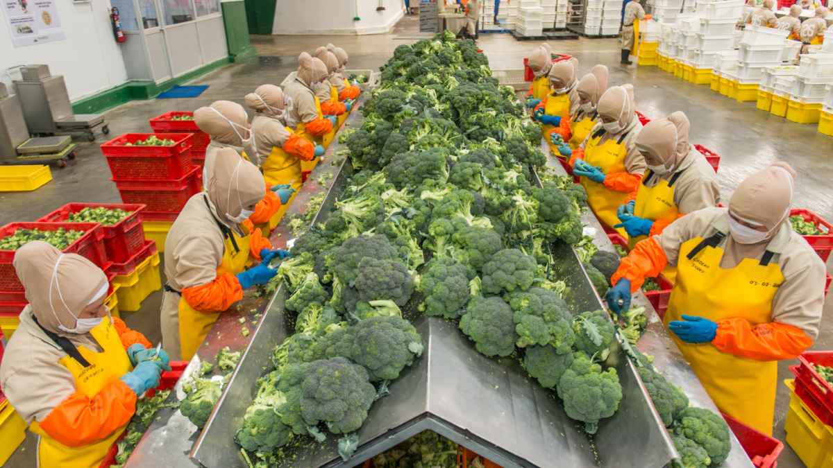 Operarios de producción manipulando verduras en una planta alimentaria de Alfaro