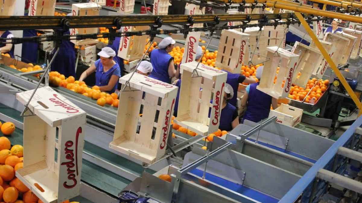 Trabajadoras en línea de producción de cítricos en almacén de La Pobla Llarga