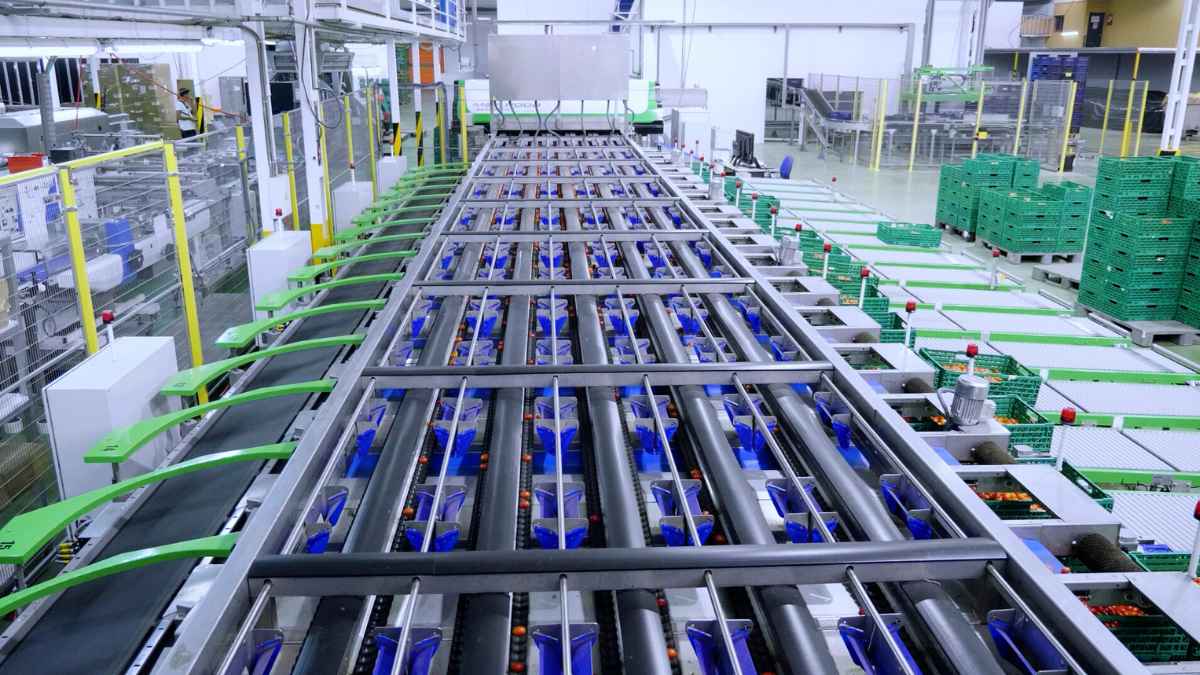 Línea de envasado y clasificación de tomates en un almacén hortofrutícola de Almería