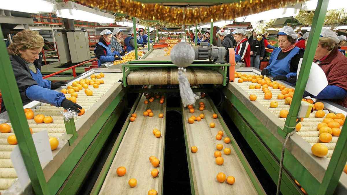 Trabajadoras en una cadena de selección y encajado de cítricos en un almacén de frutas de Oliva, Valencia