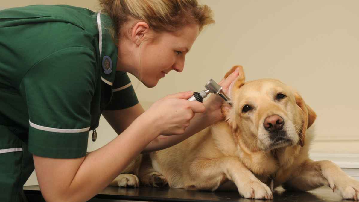 Auxiliar veterinario realizando una revisión clínica a un perro en una clínica veterinaria