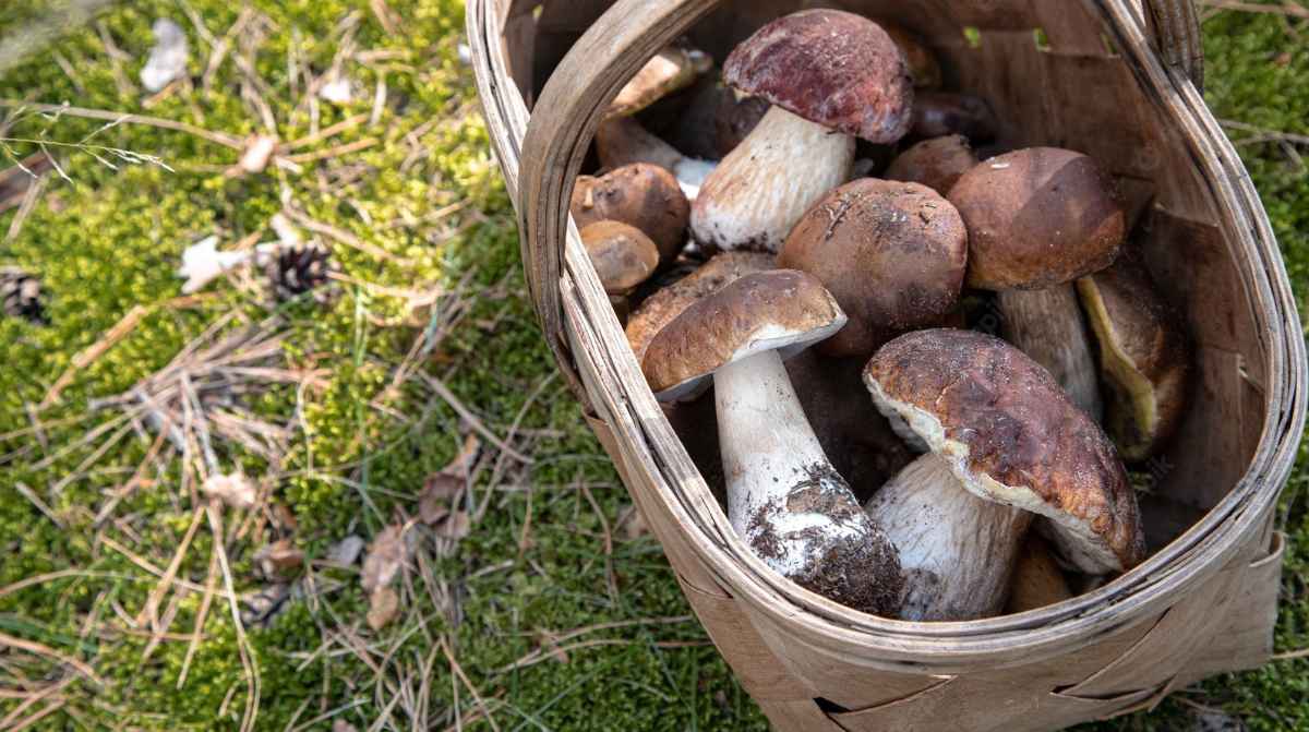 Cesta con setas recolectadas en el bosque para formación en turismo micológico