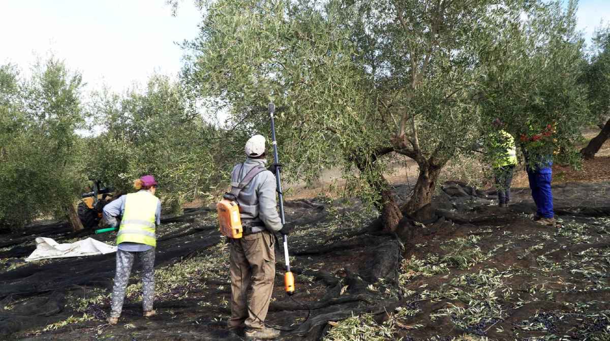 Trabajadores del campo recogiendo aceituna tras la reducción de peonadas para cobrar el subsidio agrario