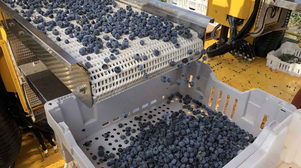 Arándanos en línea de selección en almacén durante la campaña de Hortifrut en Huelva