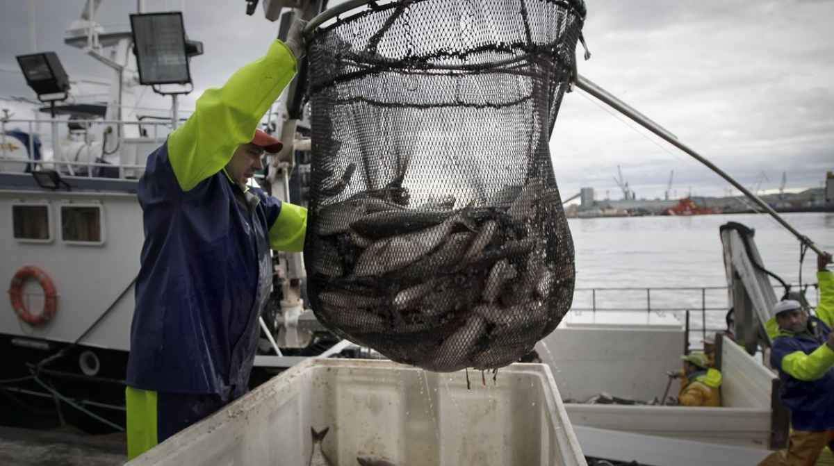 Pescador descargando pescado en un barco en Cádiz, relacionado con los cursos gratis de pesca de la Junta