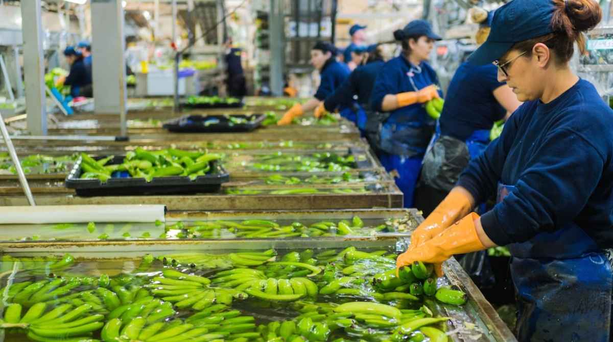 Trabajadores procesando plátanos de Canarias en planta industrial en Euskadi