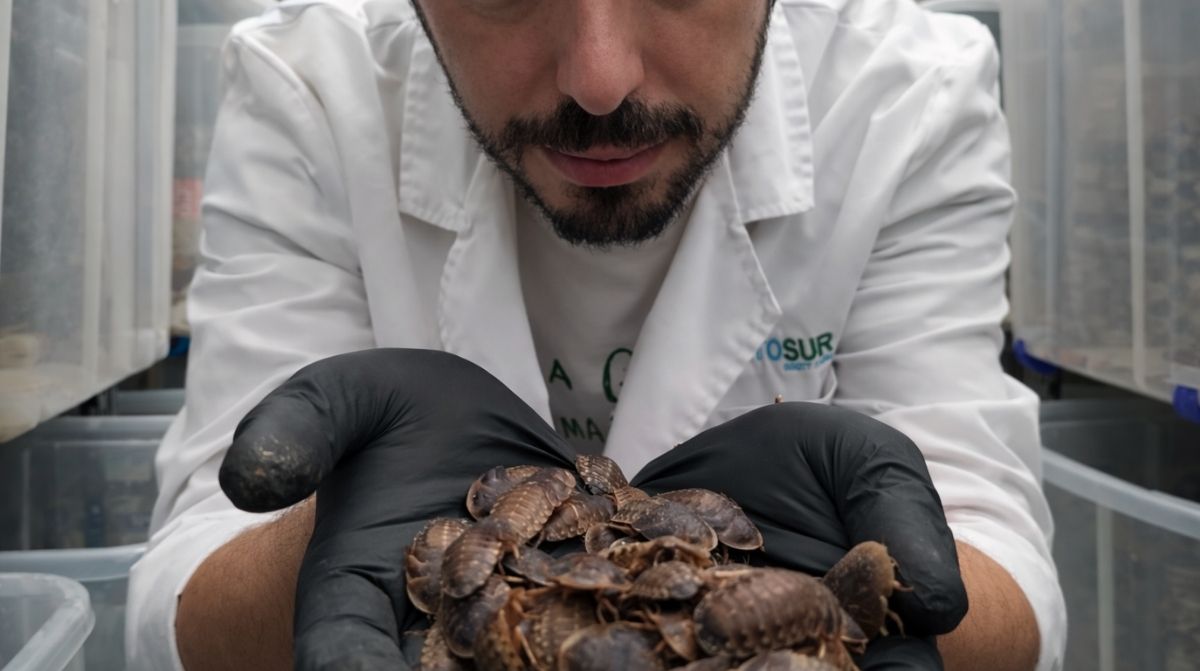 Investigador mostrando insectos en laboratorio relacionados con el nuevo grado de FP en insecticultura aprobado por el Gobierno