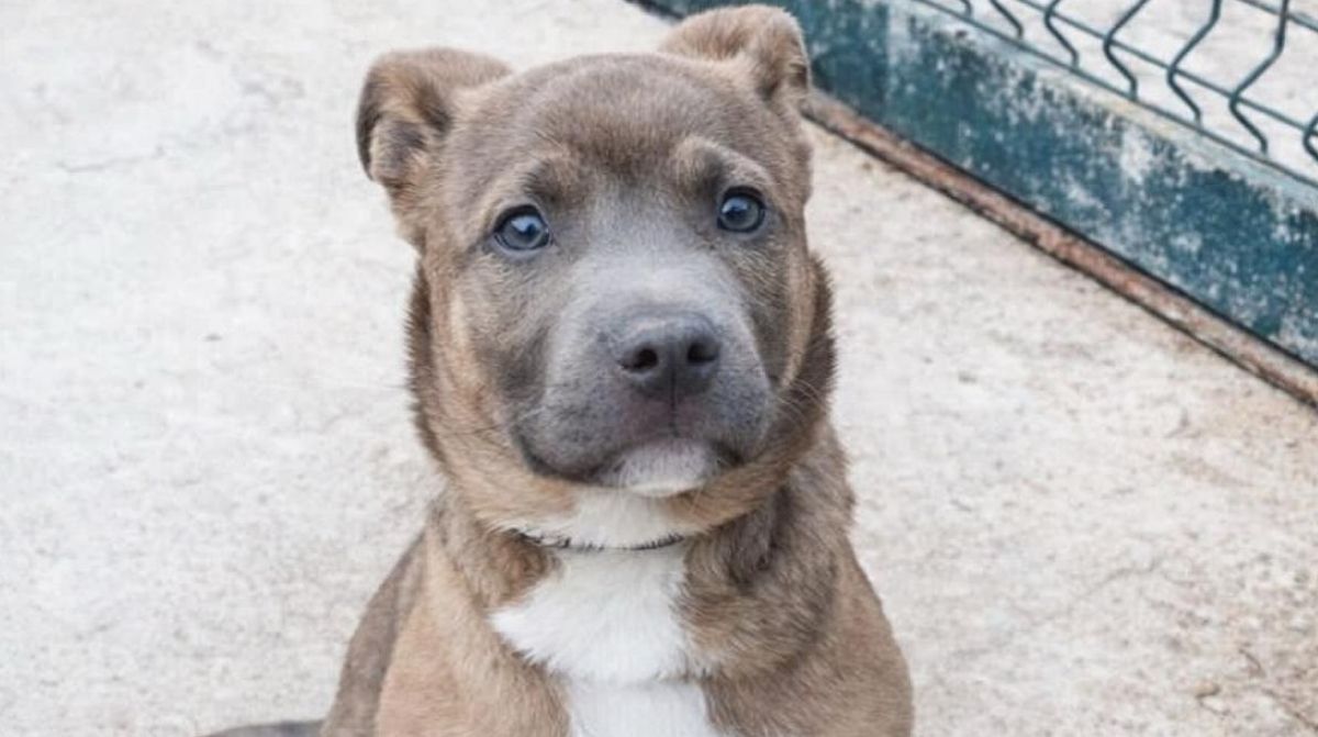 cachorro rescatado en santuario cerca de Barcelona en adopción o cuidado