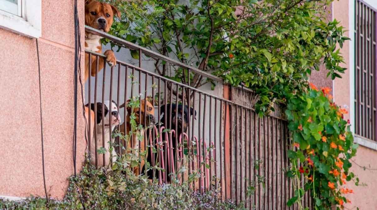 perros en balcón relacionados con oferta de trabajo para cuidar perro con sueldo alto